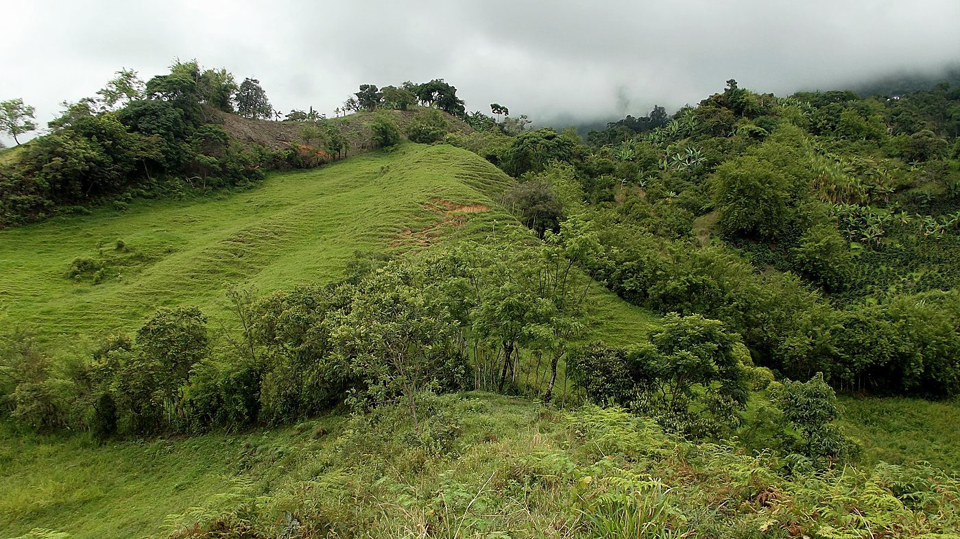 Ladera con pastos limpios, vegetación secundaria, guadua y cultivo de plátano formando un mosaico de coberturas